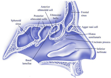 Anatomy of the Sinus