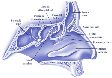 Ethmoid Sinus Anatomy Ethmoid Sinus Anatomy